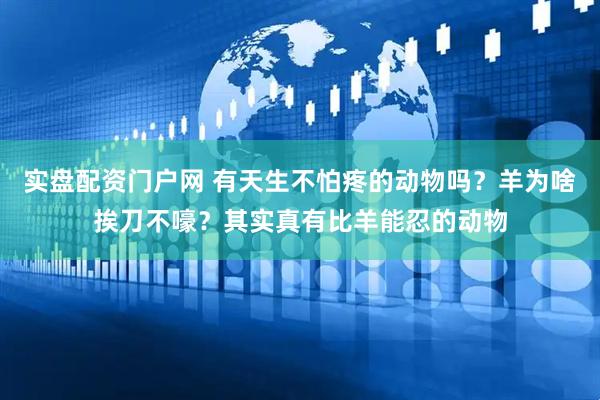 实盘配资门户网 有天生不怕疼的动物吗？羊为啥挨刀不嚎？其实真有比羊能忍的动物